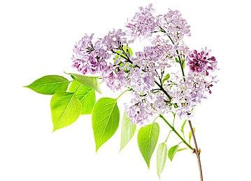 《天国：拯救2》使用真实星图来制作游戏中的夜空